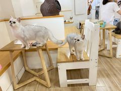 -李小姐の猫咖啡馆(五角场店)