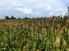 -三圣花乡旅游区