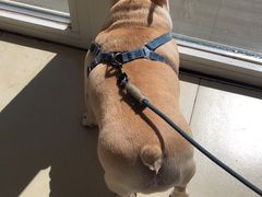 -宠福鑫康馨动物医院·骨科·眼科