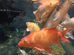 -上海海洋水族馆