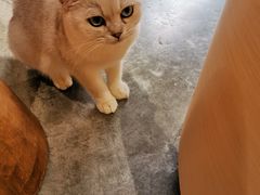 -瞄一喵猫咖(格力海岸店)