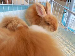 -怪兽屋·羊驼·猫咖·狗咖(俊华广场店)