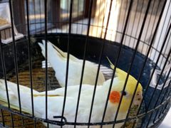 -上海崇明金茂凯悦酒店