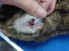 -博特宠物医院24h犬猫全科.骨科·异宠