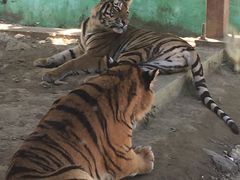-栾川竹海野生动物园