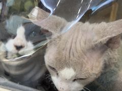 -瑞派伍一宠物医院·眼科·骨科·猫科转诊中心(马王堆院)