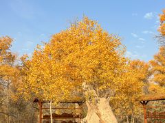 -金塔沙漠胡杨林景区