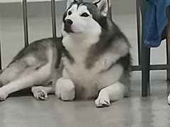 -星多哈·狗咖·拼豆·咖啡