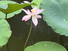-荔湾湖公园