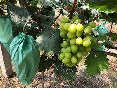 -马陆小张葡萄园农家乐