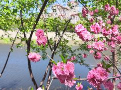 -桃花堤公园