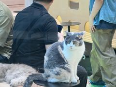 -爪爪喵星球·猫舍(卓悦中心店)