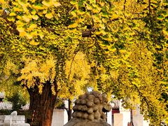 -北京石刻艺术博物馆(五塔寺)