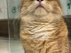 -藏猫猫咖啡主题馆(中央大道店)