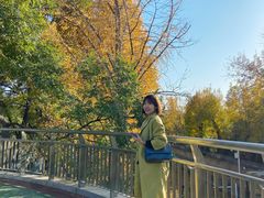 -三里屯东五街银杏大道