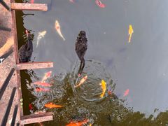 -合肥野生动物园