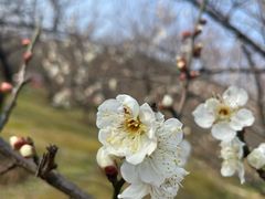 -香雪海