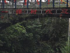 -南山植物园