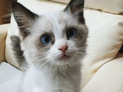 -WH日式美甲沙龙