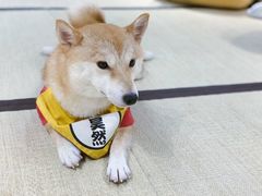 -逗柴咖啡屋·狗咖猫咖宠物桌游