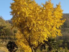 -千年银杏谷文化旅游区