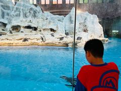 -帝企鹅自助餐厅•儿童岛•真企鹅(长隆企鹅酒店)