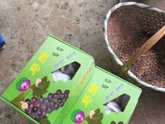 -马陆小张葡萄园农家乐