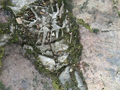 -云南屏边大围山国家公园