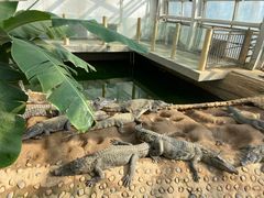 -石家庄市动物园