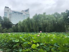 -莲湖公园