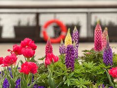 -丹东路渡口(轮渡站)