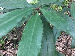 -杭州半山国家森林公园