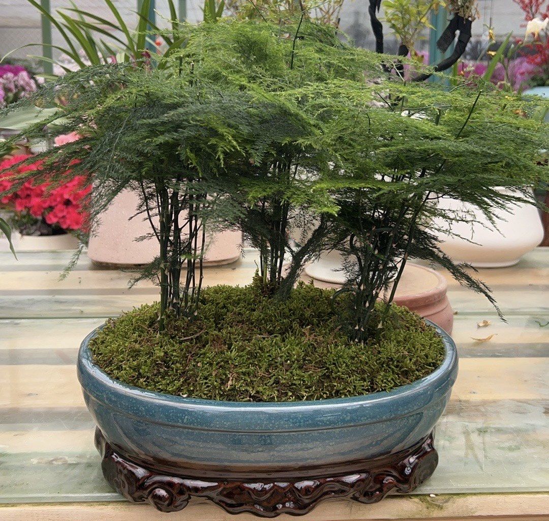 0元玩转这座城夏溪文松绿植棒棒哒