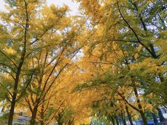 -三里屯东五街银杏大道