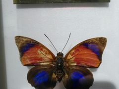 -上海昆虫博物馆