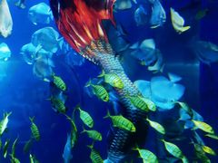 -太平洋海底世界