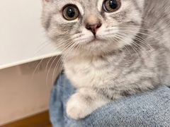 -伟伟宠物医院·瑞派猫友好医院·猫科(光谷店)
