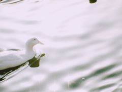 -团结湖公园