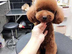 -小尾巴宠物店(万科·金域华庭店)