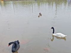 -鄱阳湖国家湿地公园