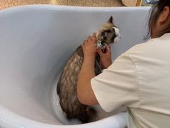 -momokira米努特·德文卷毛猫·棉花面纱犬