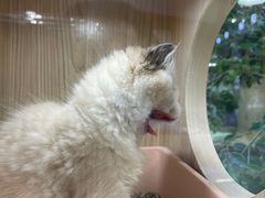 -屋虎猫馆(宝安大仟里店)