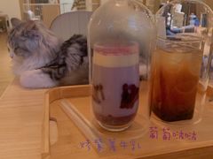 -猫腻·猫咖·撸猫馆(星光大道店)