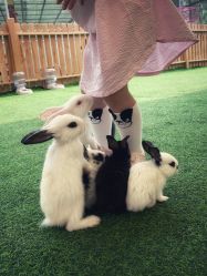 -萌宠亲子动物乐园(槐房万达店)