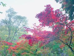 -龙道沟景区