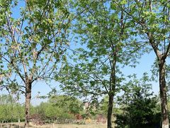 -永定河休闲森林公园