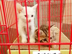 -喵屿·大理花园猫咖