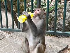 -黔灵山公园