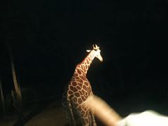 -清迈夜间动物园