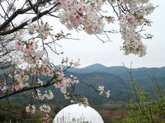 -天适樱花悠乐园